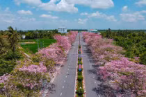 Đường hoa kèn hồng nở rộ ở Cần Thơ, du khách đổ về check-in