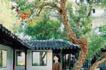 Cây lựu trăm tuổi đỏ rực giữa trời thu Tô Châu hút du khách thập phương