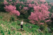 Bỏ túi kinh nghiệm 'săn' hoa Tớ Dày giữa núi rừng Mù Cang Chải