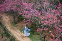 Du xuân lên Lùng Cúng, ngắm đào nở giữa thung lũng mây