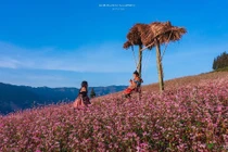 Tuyên Quang vào mùa tam giác mạch biển hoa tím hồng mê hoặc du khách