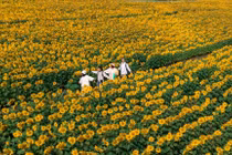 Bí kíp sống ảo cực 'cháy' giữa biển hoa hướng dương rực rỡ ở Nghệ An