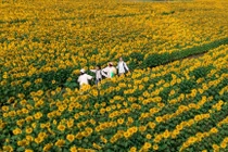 Bí kíp sống ảo cực 'cháy' giữa biển hoa hướng dương rực rỡ ở Nghệ An