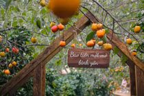 'Săn' mùa hồng Đà Lạt, chọn tour nào hợp túi tiền?