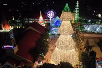 Cây thông nón lá độc đáo cao 35 m tại Đồng Nai thu hút du khách dịp Noel