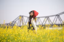 Hoa cải nở rộ ở bến Phúc Xá, hút nàng thơ tới check-in