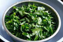 Vò rau ngót trước khi nấu có làm mất chất dinh dưỡng?