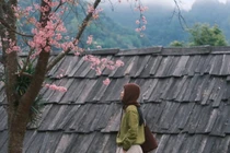 Ngắm hoa anh đào khoe sắc trên rẻo cao Nghệ An