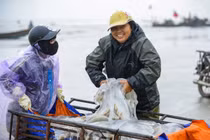 Loài hải sản nổi đầy mặt biển giúp ngư dân Thanh Hóa kiếm tiền triệu mỗi ngày