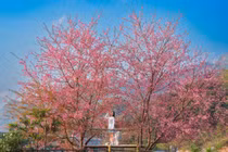 Mai anh đào nở rực sau Bệnh viện Đa khoa Mộc Châu, điểm check-in hút khách