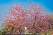 Mai anh đào nở rực sau Bệnh viện Đa khoa Mộc Châu, điểm check-in hút khách