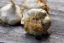 Loại tỏi tưởng vô hại nhưng có thể ảnh hưởng tiêu hóa, hại gan 