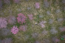 Tết Dương lịch check-in đảo hoa Pá Khoang rực hồng