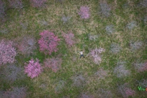 Tết Dương lịch check-in đảo hoa Pá Khoang rực hồng