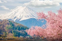 Hoa anh đào vào mùa, tour Nhật Bản thu hút du khách Việt