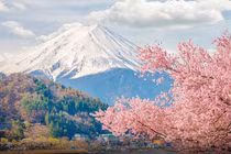 Hoa anh đào vào mùa, tour Nhật Bản thu hút du khách Việt