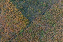 Mê mẩn sắc vàng cam rừng cao su ở Tây Ninh mỗi độ thay lá