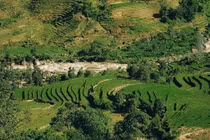 Say đắm sắc xanh mùa lúa non ở Y Tý