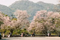 Tour săn hoa ban Tây Bắc giá từ hơn 2 triệu đồng tháng 3