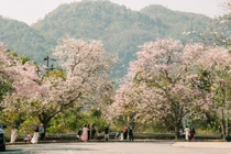 Tour săn hoa ban Tây Bắc giá từ hơn 2 triệu đồng tháng 3