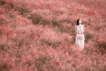 Đồi cỏ hồng Mộc Châu rực sắc hút các nàng thơ tới check-in