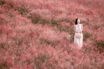 Đồi cỏ hồng Mộc Châu rực sắc hút các nàng thơ tới check-in