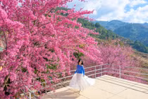 Theo kinh nghiệm của du khách, Háng Gằng, trung tâm Mù Cang Chải và Trống Tông là những khu vực hoa Tớ Dày đẹp nhất trong thời điểm đầu tháng 1. Ảnh Lê Huy Hoàng