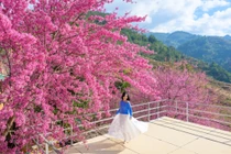 Theo kinh nghiệm của du khách, Háng Gằng, trung tâm Mù Cang Chải và Trống Tông là những khu vực hoa Tớ Dày đẹp nhất trong thời điểm đầu tháng 1. Ảnh Lê Huy Hoàng