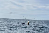 Du khách ghi lại cảnh cá voi săn mồi ở Vĩnh Hy