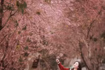 Con đường mai anh đào nhuộm hồng làng chè Mộc Châu