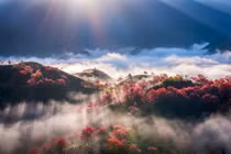 Mai anh đào nhuộm sắc phố núi, Sa Pa vào mùa đẹp nhất cuối năm