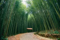 Check-in rừng trúc Nguyên Bình đẹp tựa như phim kiếm hiệp