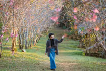 Lên Măng Đen mùa hoa anh đào, du khách mê mẩn không muốn về