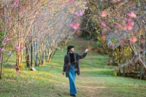 Lên Măng Đen mùa hoa anh đào, du khách mê mẩn không muốn về