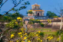 Check-in sắc mai vàng rực rỡ trước Đại Nội Huế