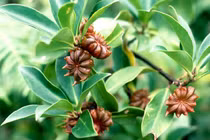 Loại gia vị Việt được thế giới săn lùng, thu gần 3 triệu USD trong 1 tháng