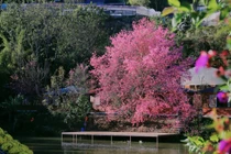 Cây mai anh đào 'hoàng hậu' rực hồng bên hồ, hút khách tới săn ảnh