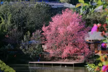 Cây mai anh đào 'hoàng hậu' rực hồng bên hồ, hút khách tới săn ảnh