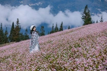 View - Trải nghiệm mùa săn mây ngoạn mục trên nóc nhà Đông Dương | Báo Tri thức và Cuộc sống - TIN TỨC PHỔ BIẾN KIẾN THỨC 24H