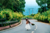 Dã quỳ vàng rực giữa núi rừng Ba Vì, gọi mời du khách lên rừng 'săn' ảnh đẹp