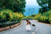 Dã quỳ vàng rực giữa núi rừng Ba Vì, gọi mời du khách lên rừng 'săn' ảnh đẹp