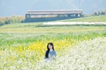 Ngắm hoa cải nhuộm vàng cao nguyên Mộc Châu, chọn tour nào cho trọn vẹn?