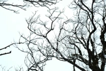 Lên Phia Oắc săn băng giá, trải nghiệm mùa đông đặc biệt của Cao Bằng