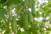 Ăn bí đao đúng cách giúp đẹp da, giữ dáng, chống nắng