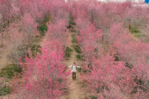 Ngắm hoa anh đào Mường Phăng bung nở, chọn tự túc hay đi tour?