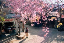 Mai anh đào nhuộm hồng buôn làng Đưng K’si, mùa xuân về sớm giữa cao nguyên