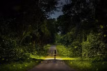 Chìm đắm trong vẻ đẹp huyền bí rừng Cúc Phương mùa đom đóm