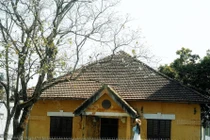 Ban trắng nở khắp Đà Lạt, hút khách du xuân