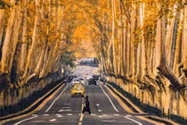 Ngẩn ngơ trước Đại lộ Ngô Đồng 'chốn' lãng mạn giữa lòng Nam Kinh