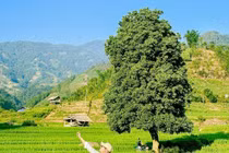 Đắm say mùa lúa xanh Nậm Cang